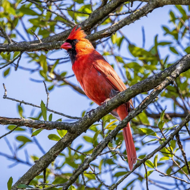 there is a red bird sitting on a nch of a tree