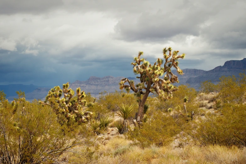 a tall cactus plant with dark sky in background