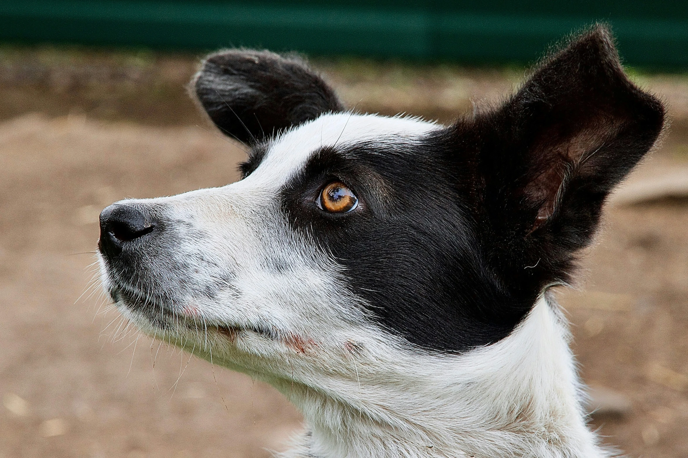 a black and white dog looking up in a field