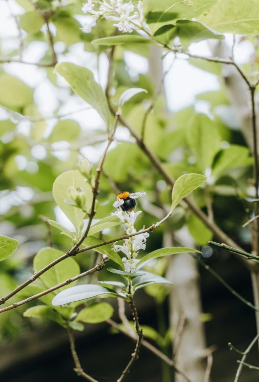 a bird perched on a leaf covered nch