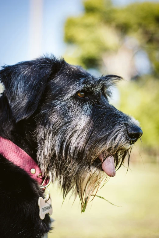 a closeup of a wet dog with its mouth open