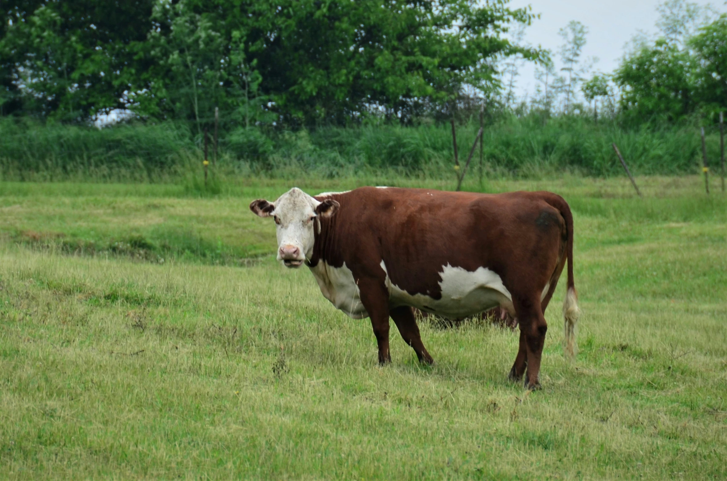 a cow that is standing in the grass