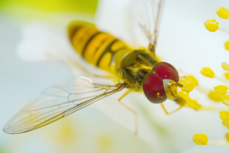 a close up s of a very small insect