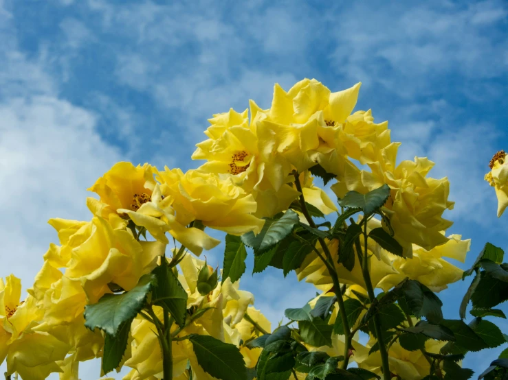 a large yellow bush of flowers with leaves in front of a blue sky with clouds