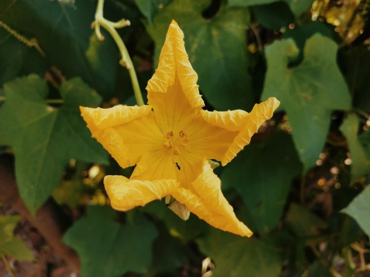 a yellow flower with leaves in the background