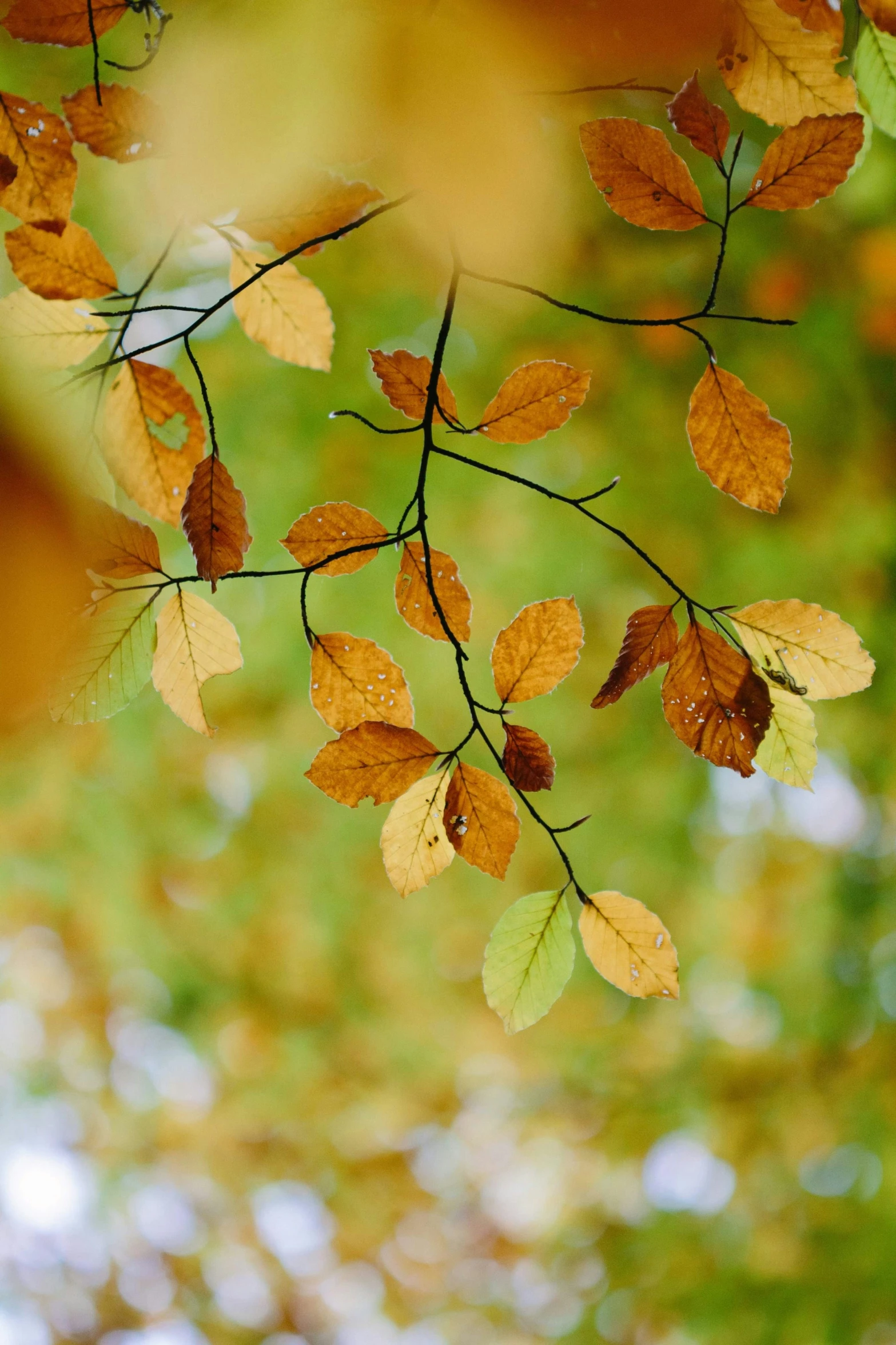 the nches of a tree are displaying autumn leaves