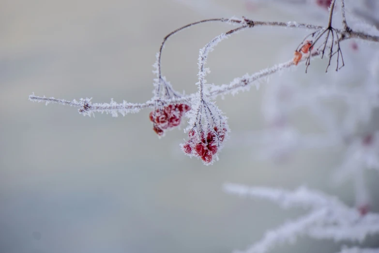 small leaves on a nch are covered in snow