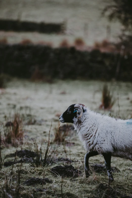 a lamb standing in the middle of a field