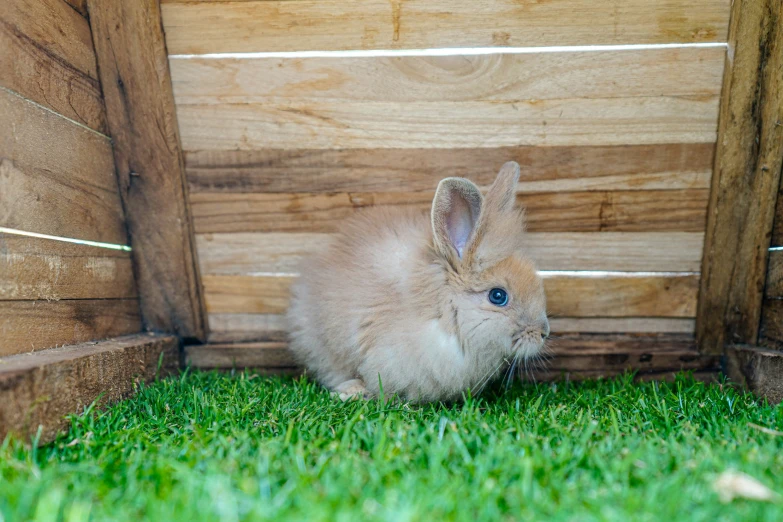 a white rabbit that is looking at the camera