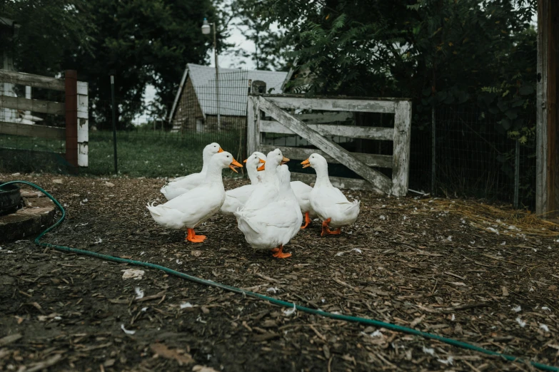 a group of ducks are sitting in the dirt