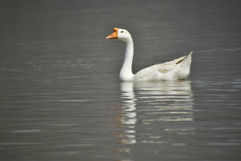 a white duck is swimming alone in the water