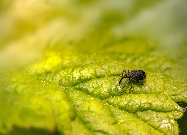 small black insect standing on a leaf of green