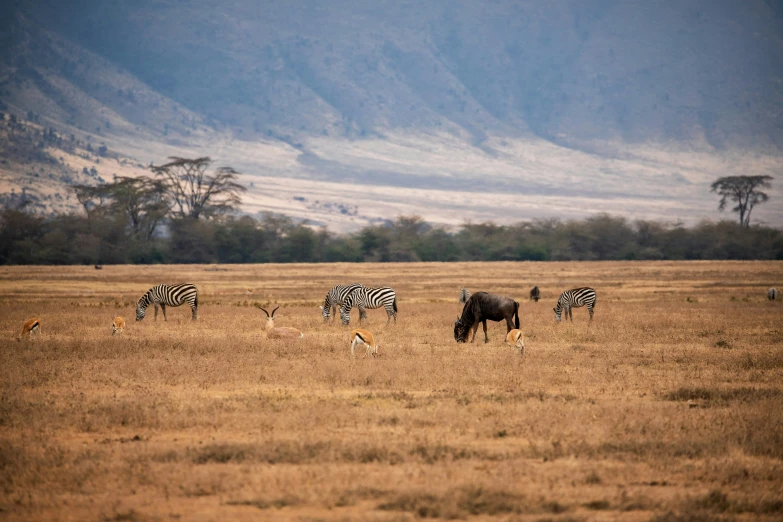 a herd of zes, deer and two elephants in an open field