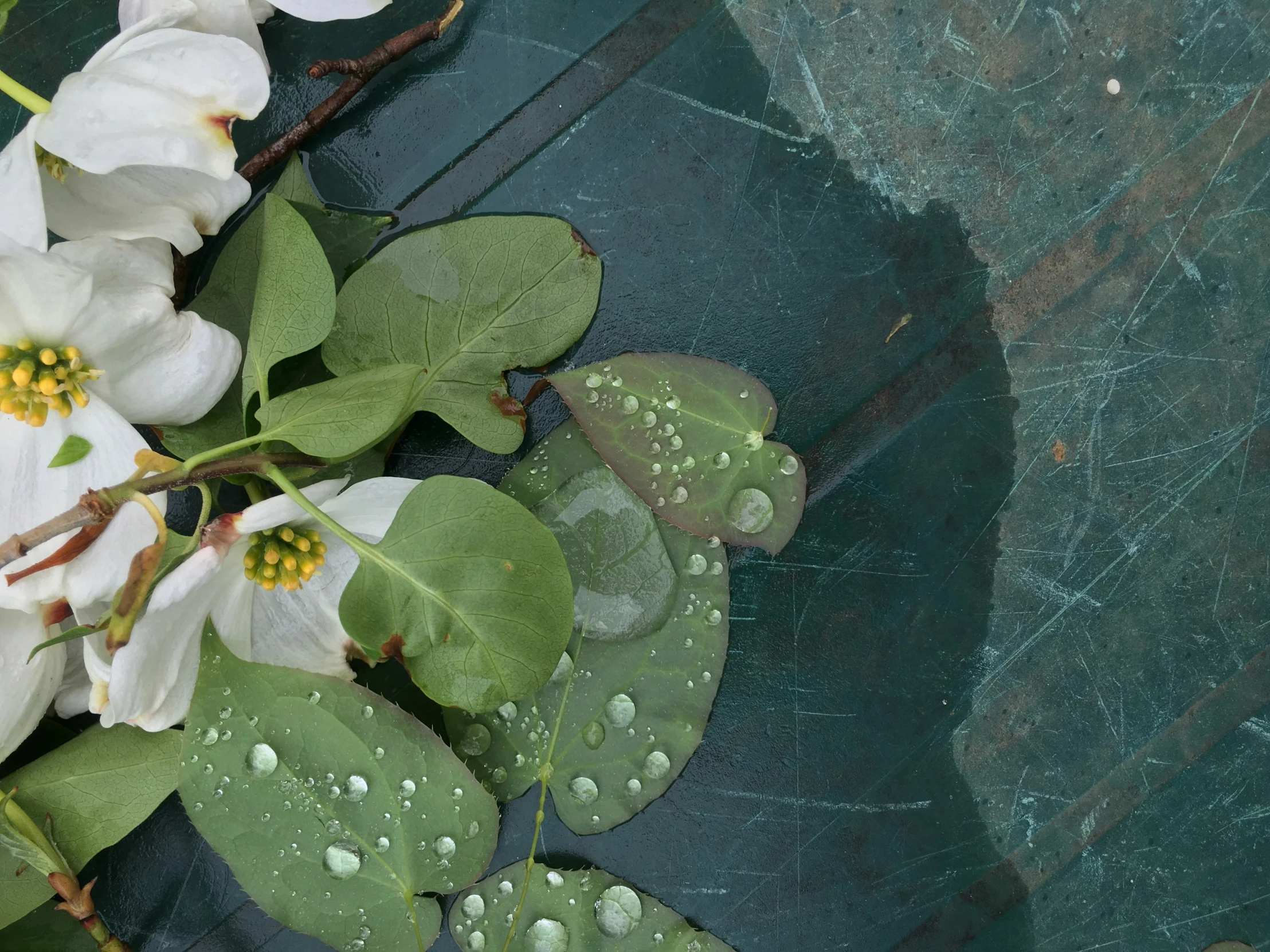 a bunch of leaves and flowers with some water drops