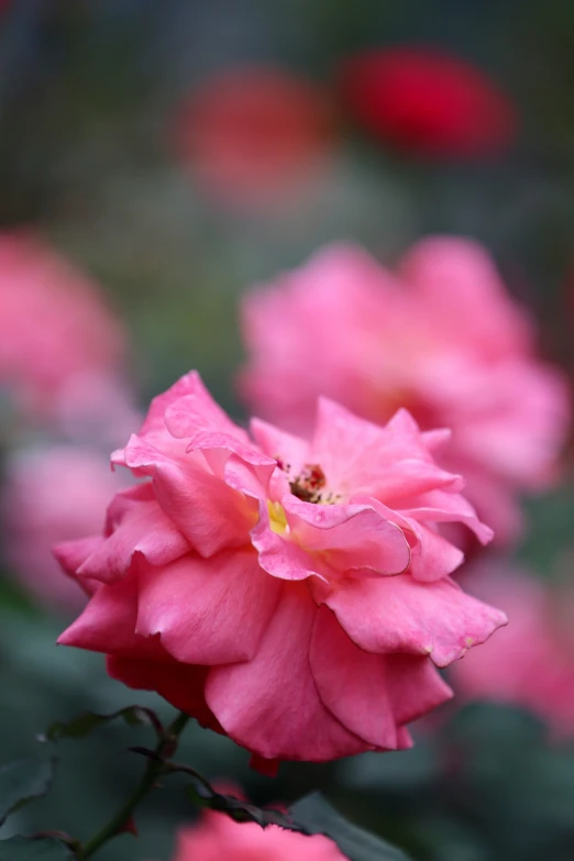 some very pretty pink roses blooming in a garden