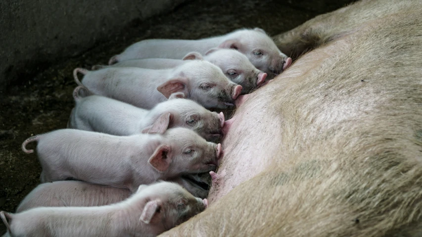 a close up of a small herd of pigs