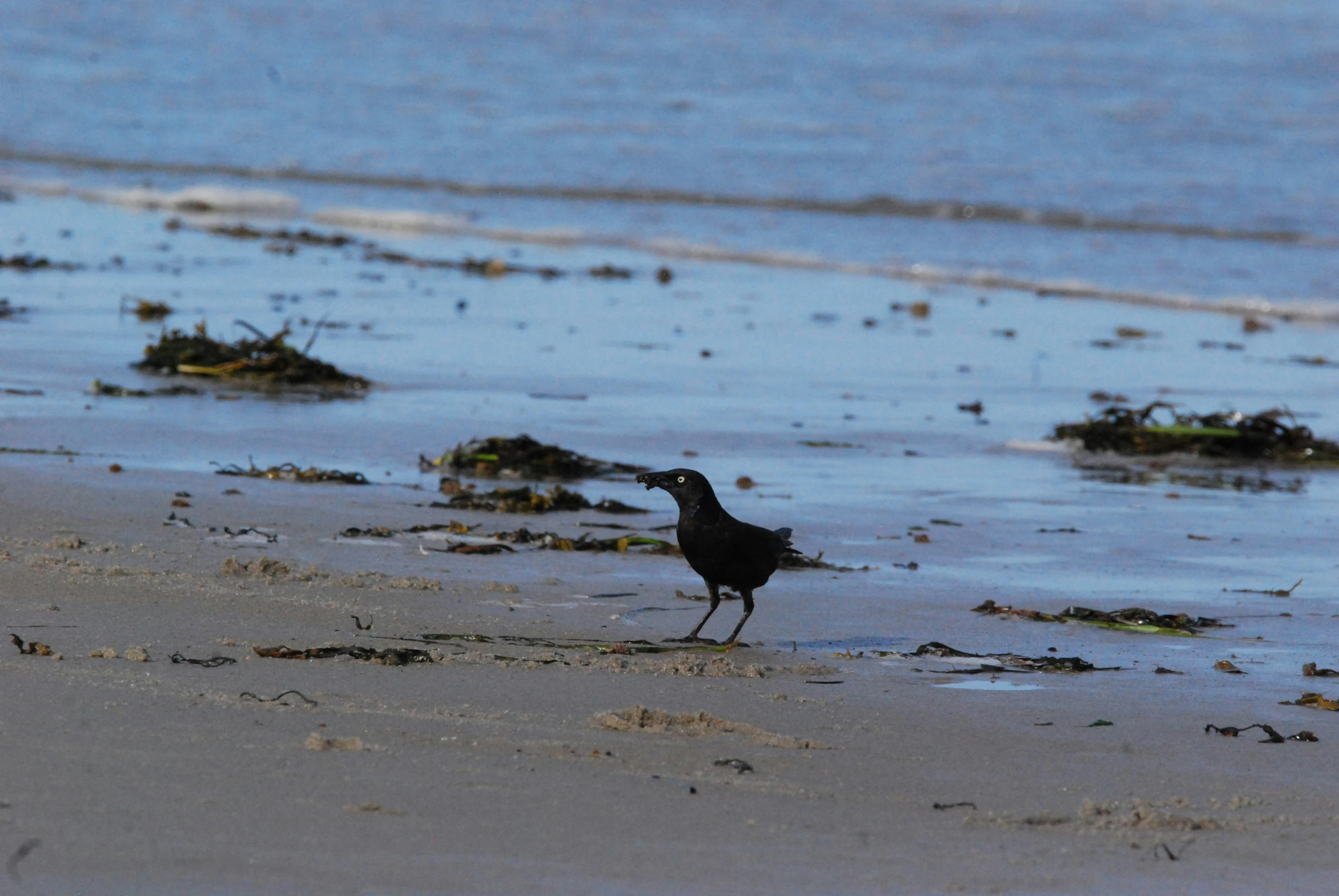 a bird that is walking across the sand