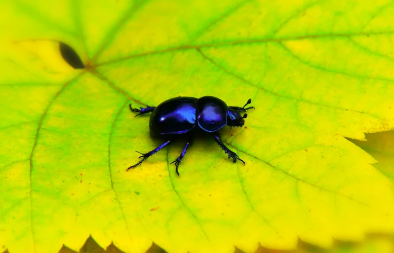 a blue beetle on a green leaf in the sun