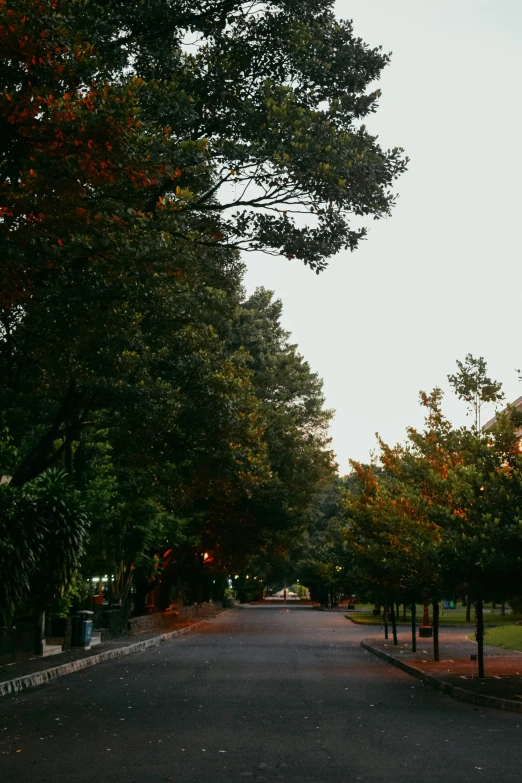 a street is lined with many trees