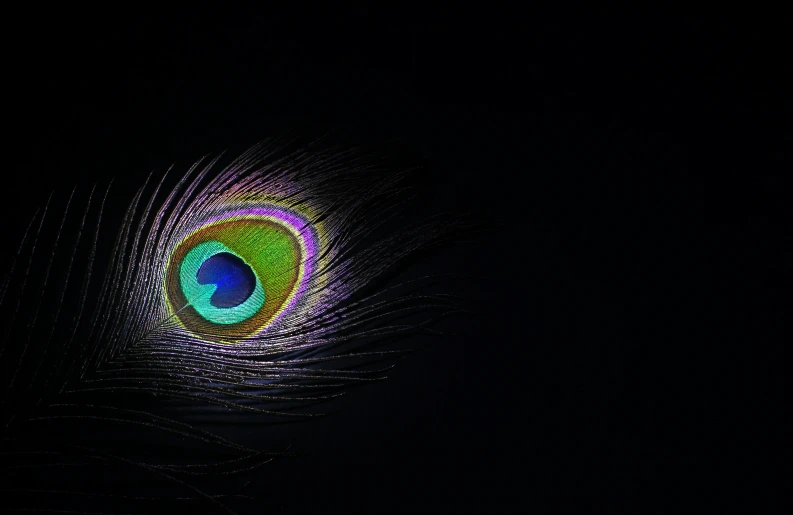 the feathers of a peacock in dark lighting