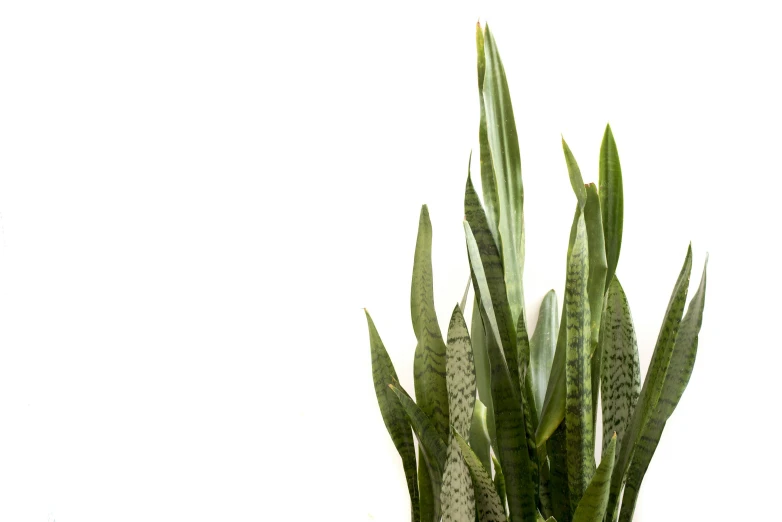 a potted plant with green leaves is placed on the white table