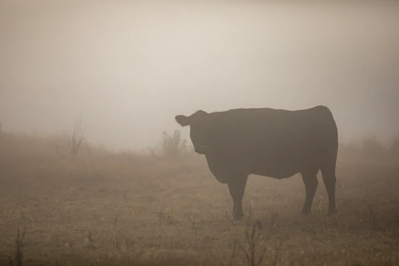 a cow standing on top of a lush green field