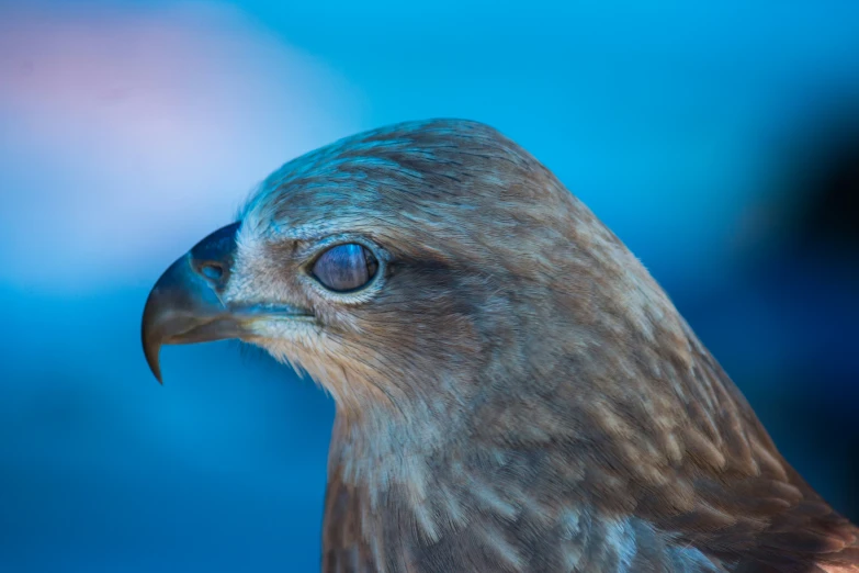 the hawk is looking up at its next step