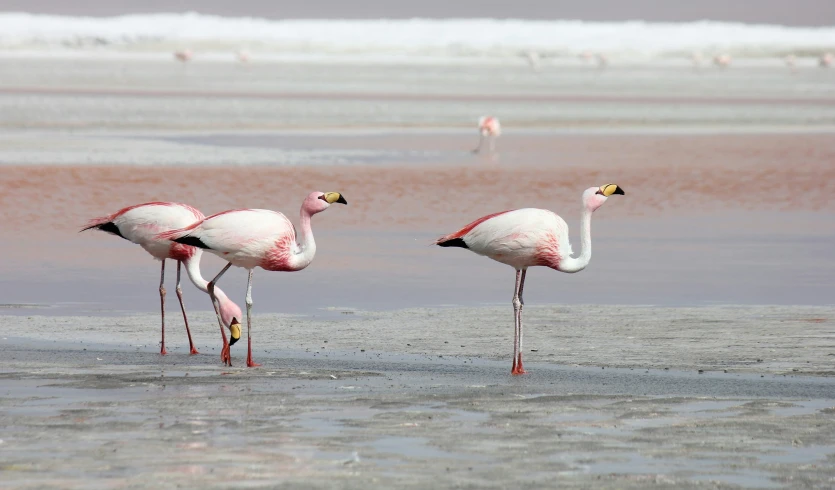 some flamingos stand in the water on some sand