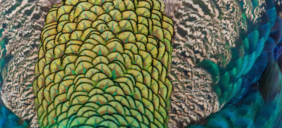 an extreme close up view of the feathers of a peacock