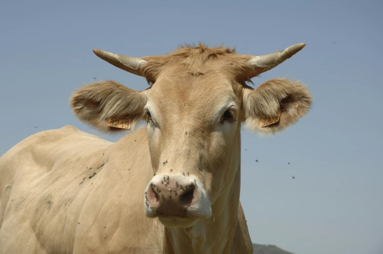 a cow with a small white spot on its nose