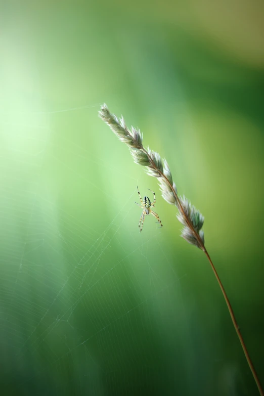 a spider is shown sitting on the side of a plant