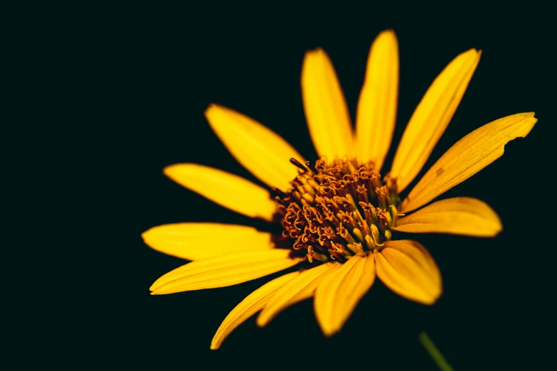 a yellow flower with an insect on the top