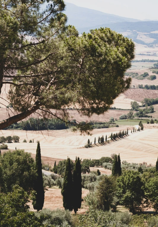 an area with trees, grass and mountains