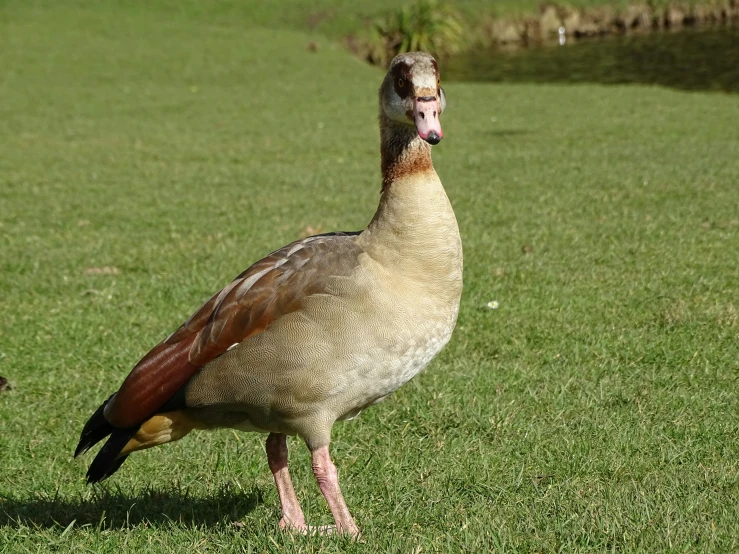 a large bird walking in the grass