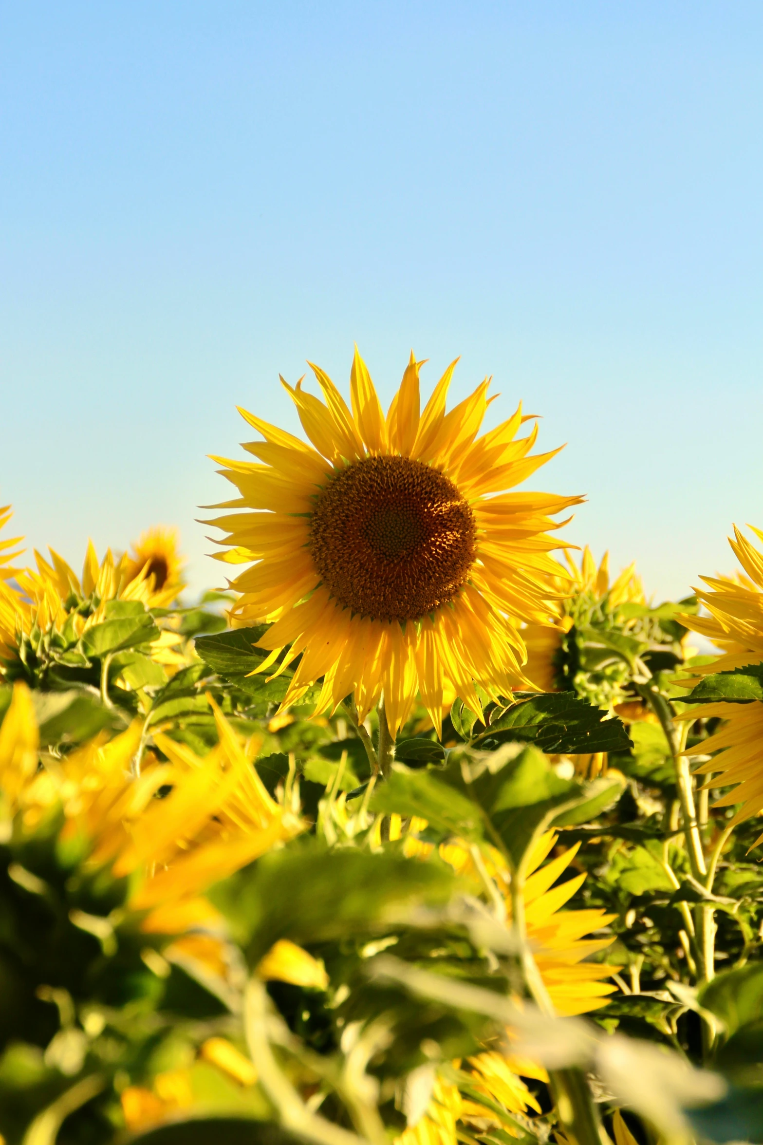 sunflowers in a large field in the sunlight