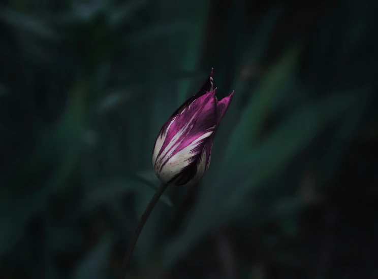 a purple flower with a green background