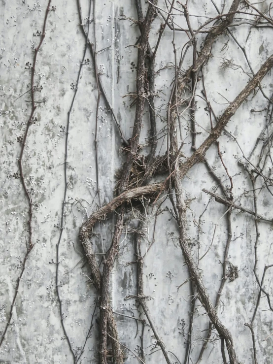 vines that are growing over concrete with ice on them