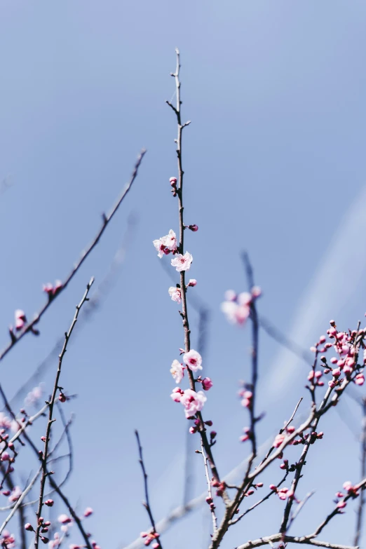 flowers blooming on the tree against the blue sky