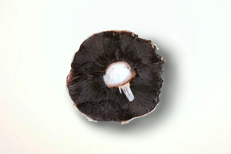 a single mushroom is attached to the white background