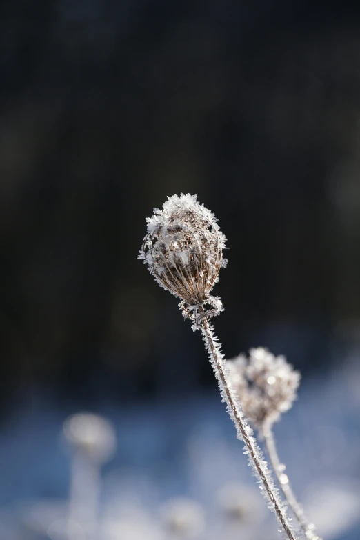 a frozen flower is shown in this artistic pograph