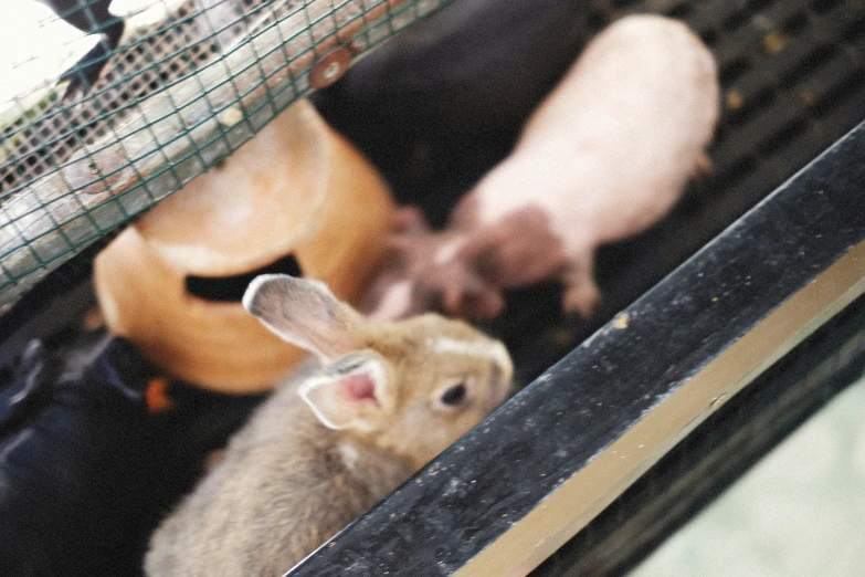 a pair of tiny rabbits inside a cage