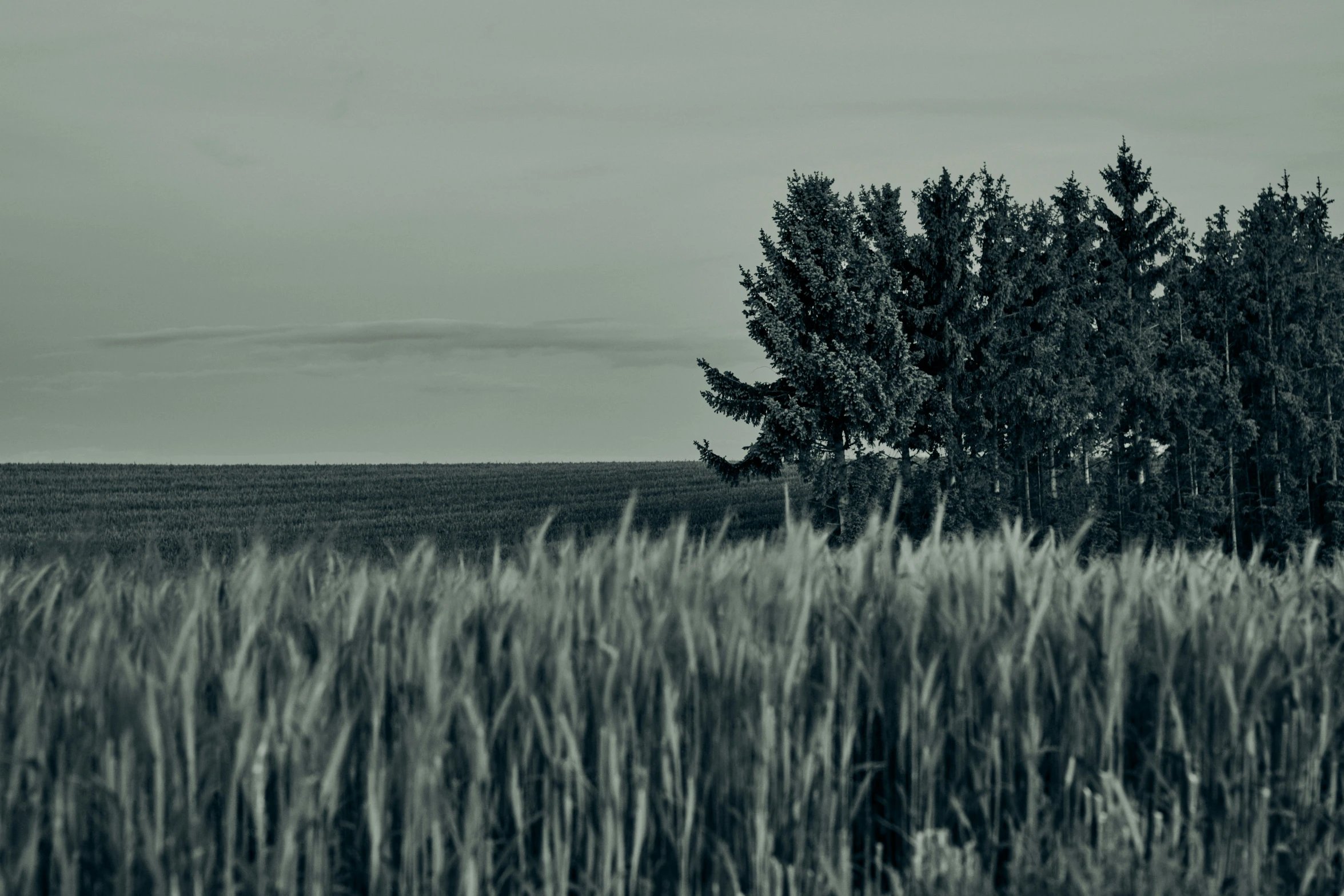 trees that are standing next to some grass