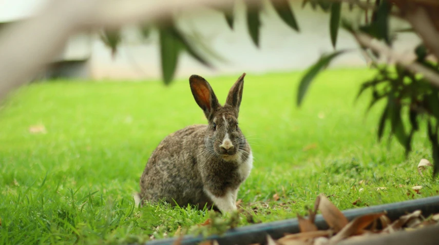 the rabbit is sitting in the grass staring