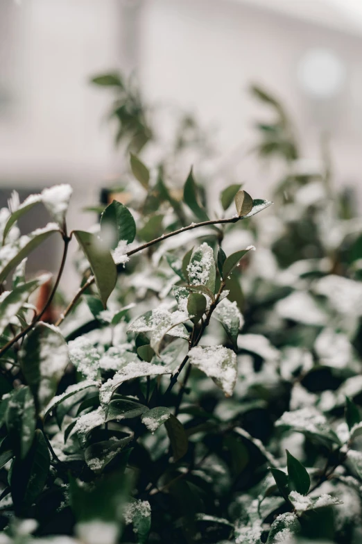 a bush of leaves and rain is shown