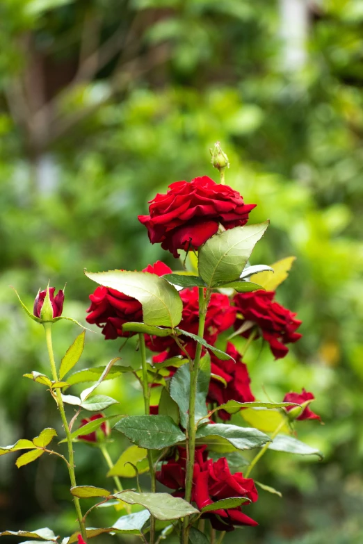 a close up of red roses with green leaves