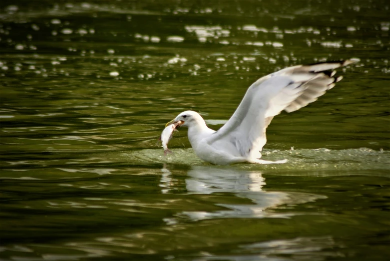 white bird flapping its wings over the water