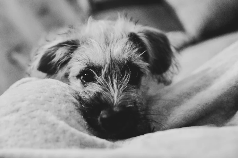 a dog is resting it's head on the pillow