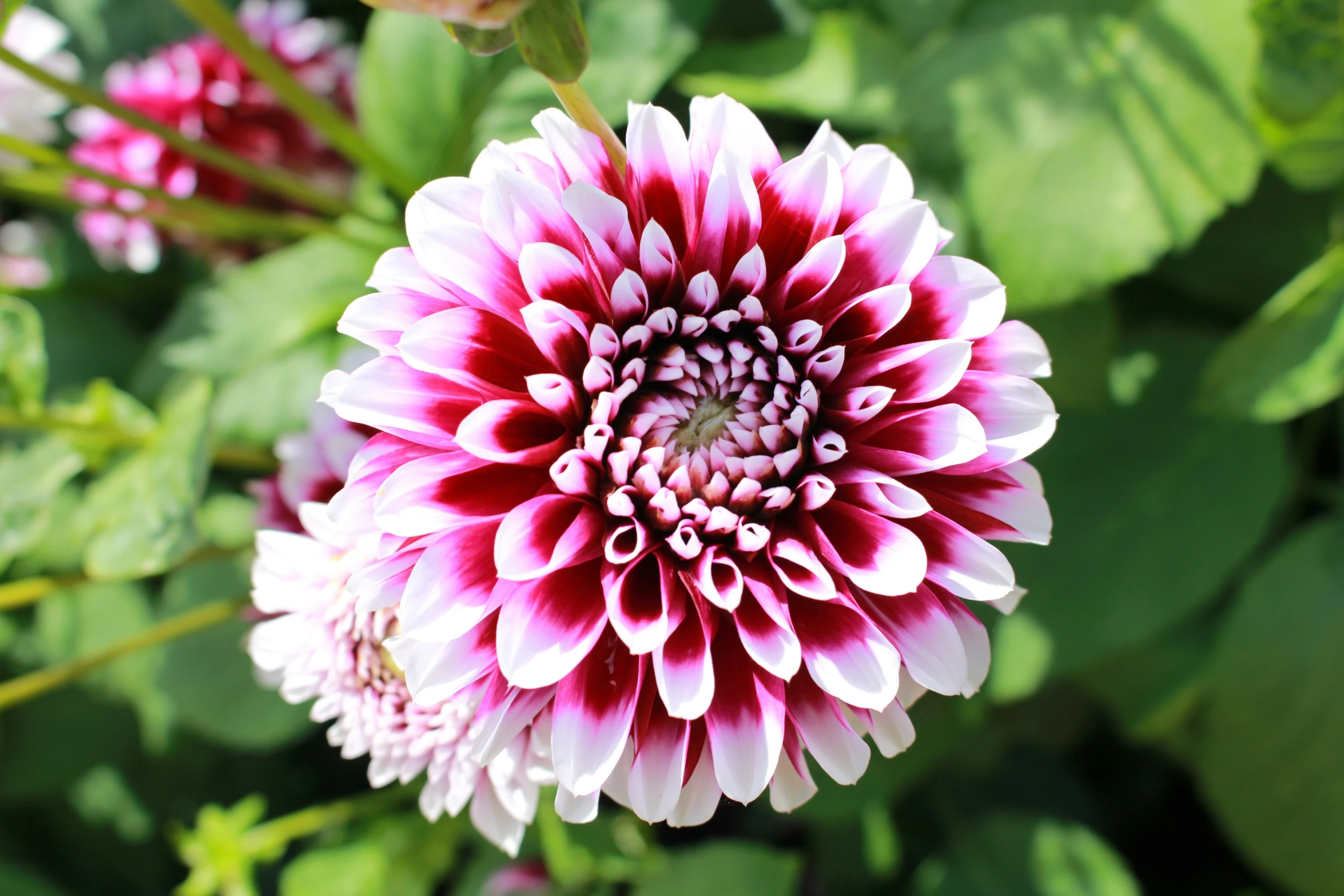 the blooming pink and white flower is next to leaves