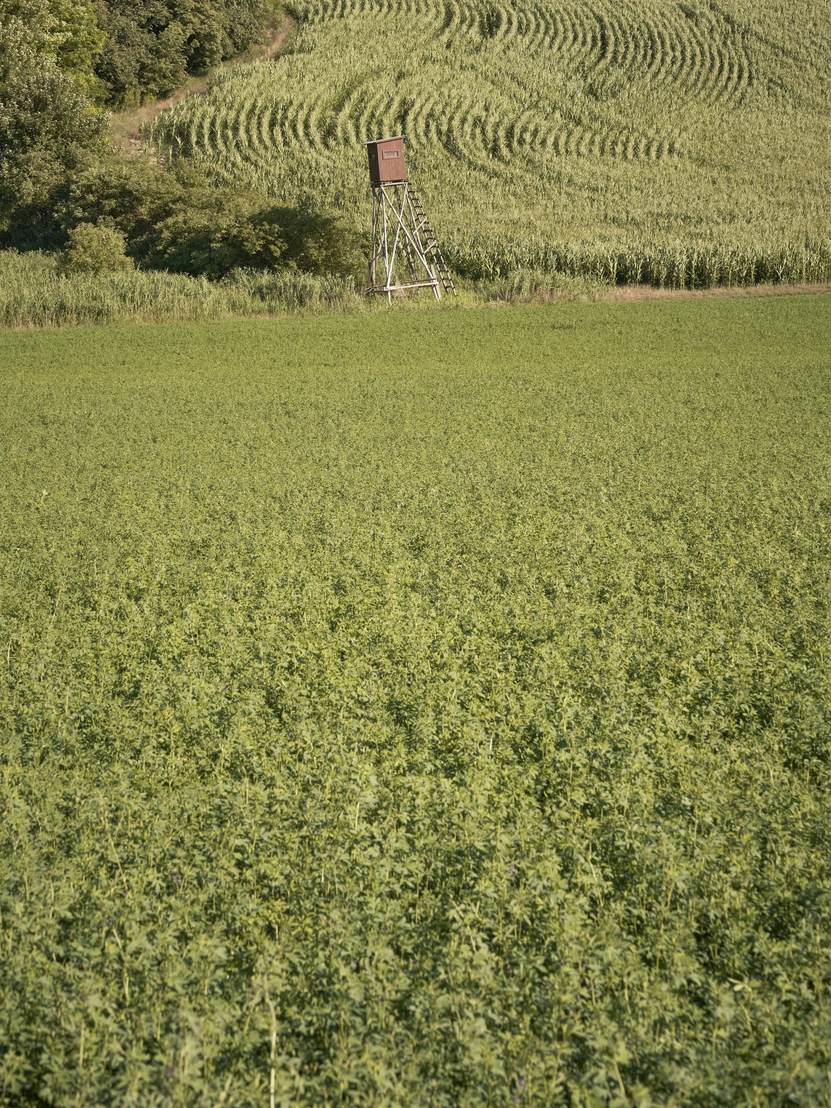 a red stop sign on a field of green grass