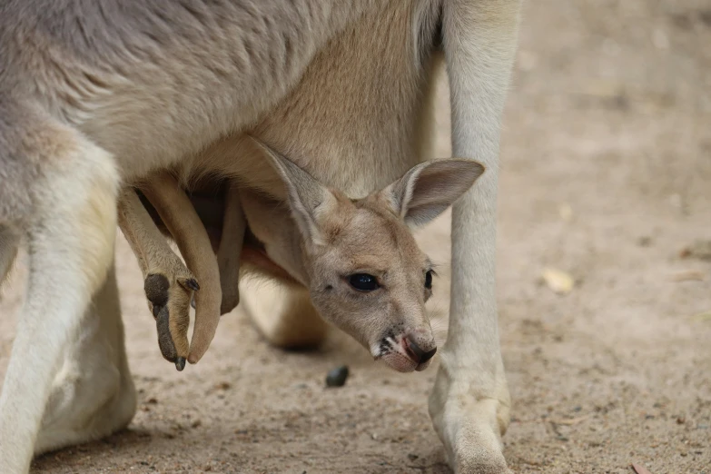 a kangaroo mother with her baby in its pouch